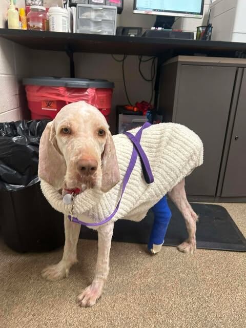 Picture of the Animal Listed