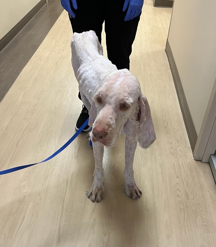 Picture of the Animal Listed