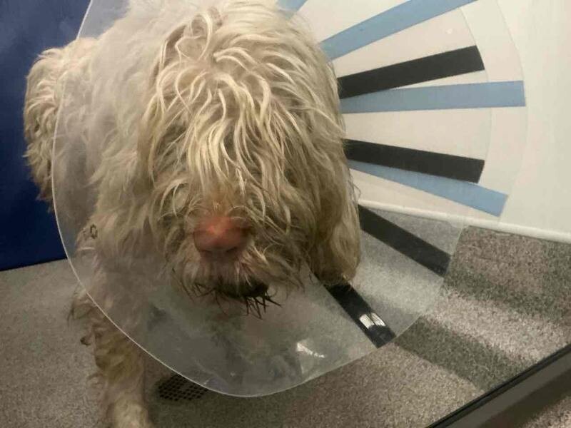 Picture of the Animal Listed