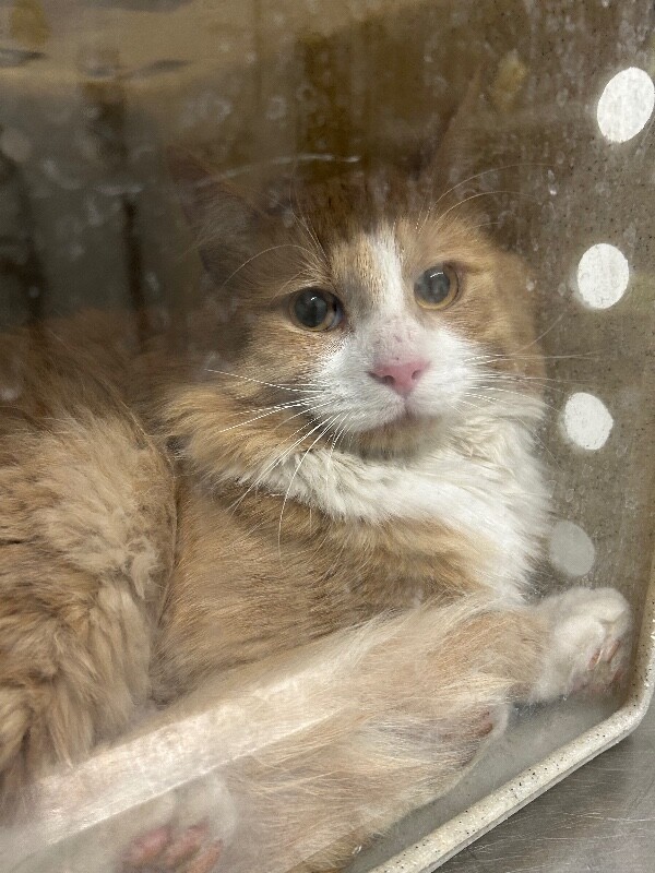 Picture of the Animal Listed