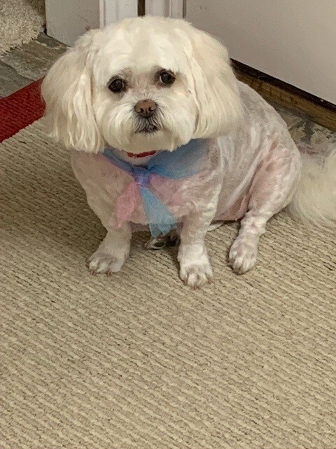 Picture of the Animal Listed