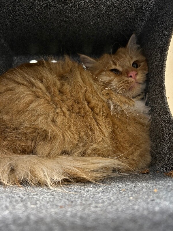 Picture of the Animal Listed