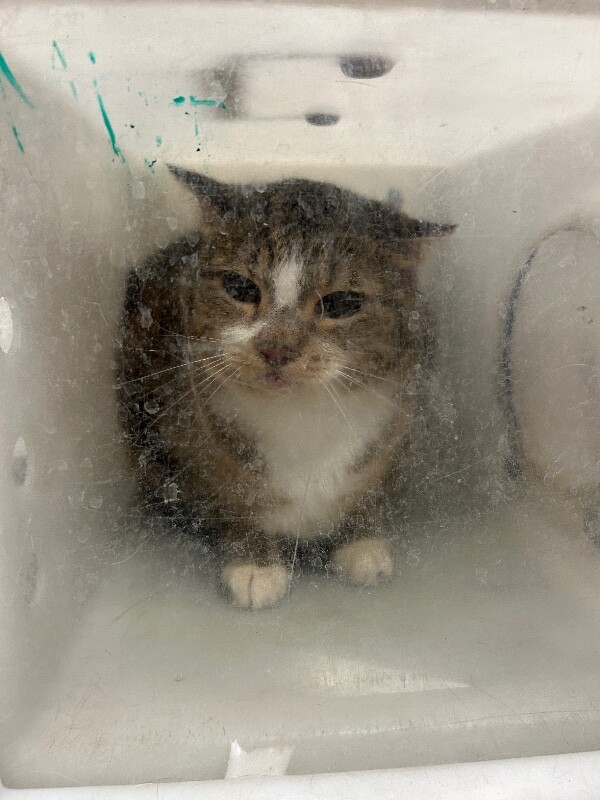 Picture of the Animal Listed