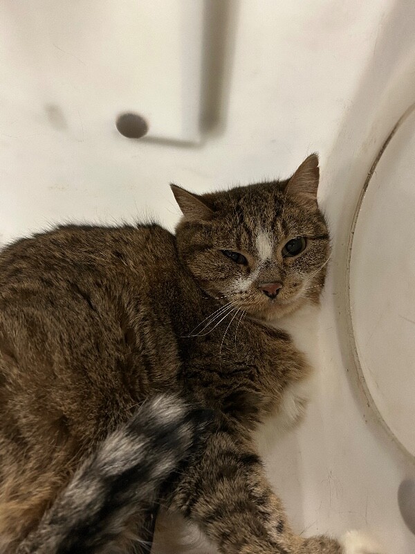 Picture of the Animal Listed