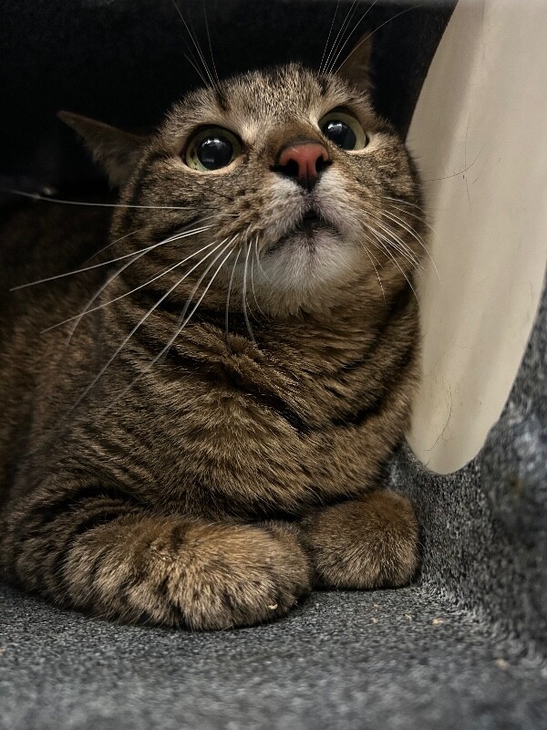 Picture of the Animal Listed