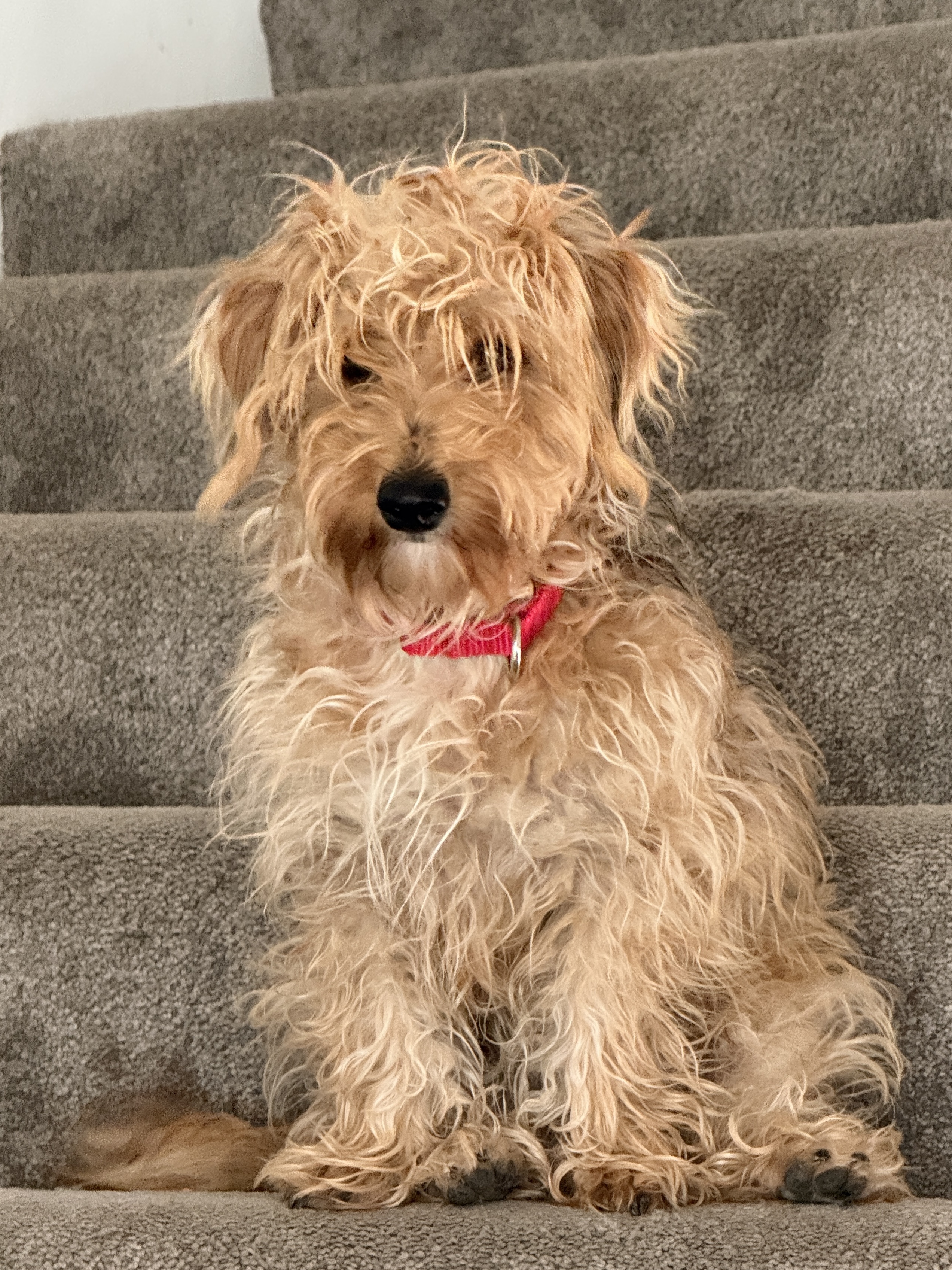 Picture of the Animal Listed