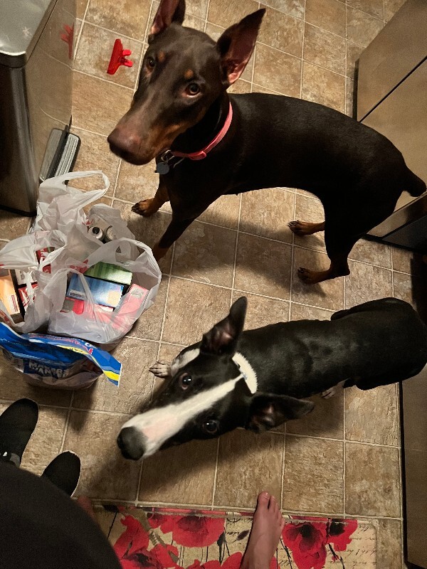 Picture of the Animal Listed