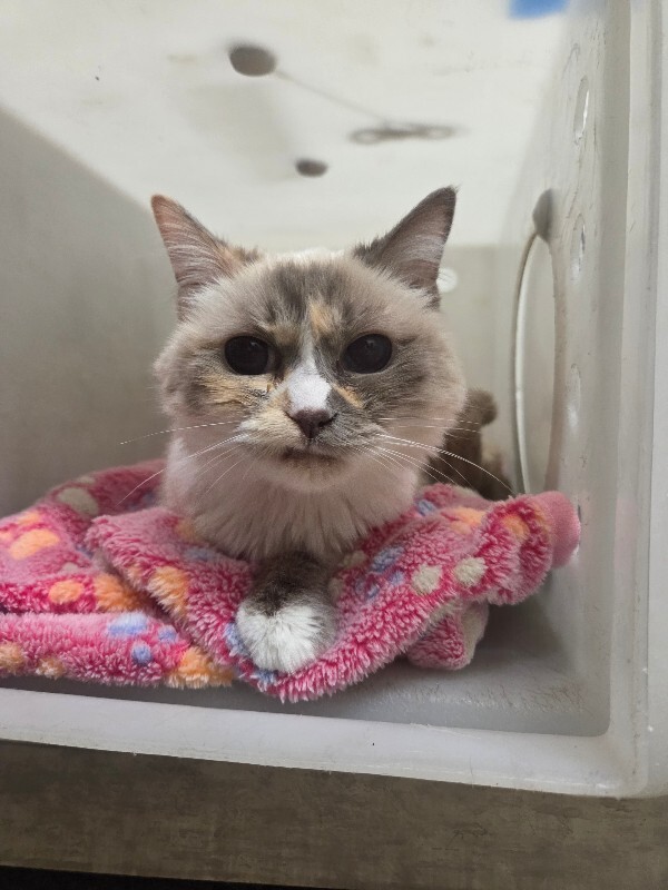 Picture of the Animal Listed