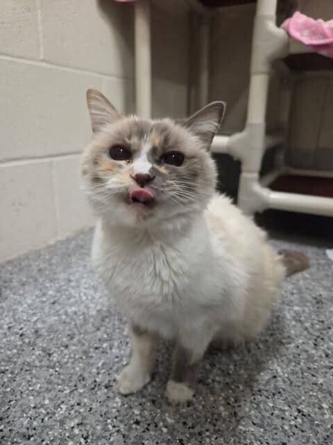 Picture of the Animal Listed