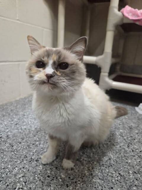 Picture of the Animal Listed