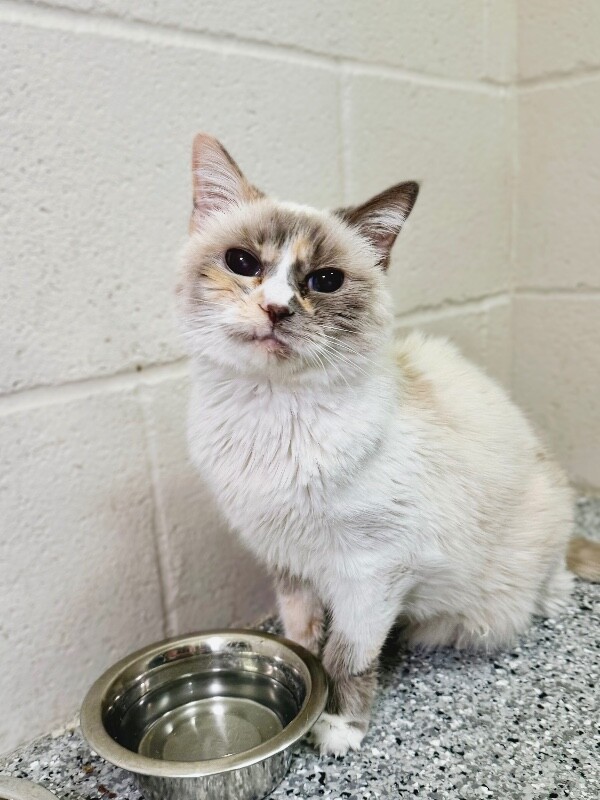 Picture of the Animal Listed