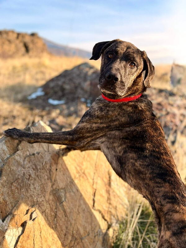 Picture of the Animal Listed