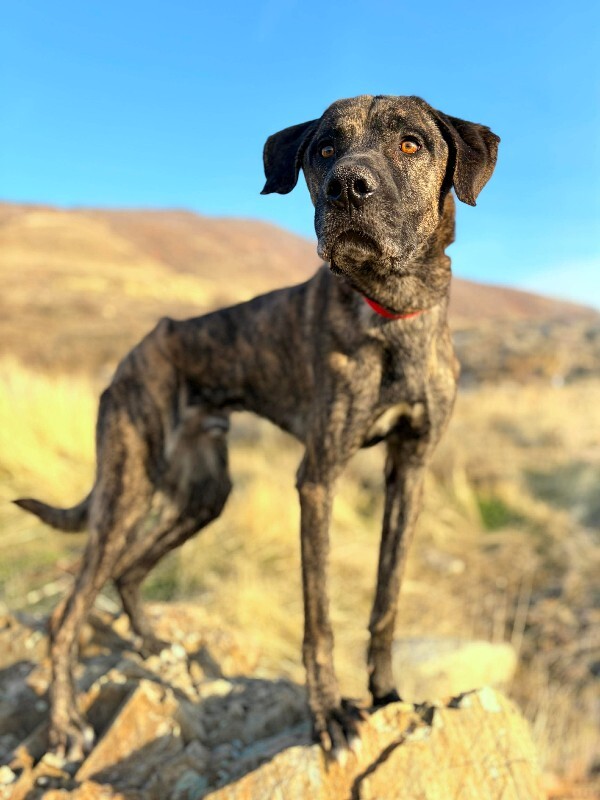 Picture of the Animal Listed