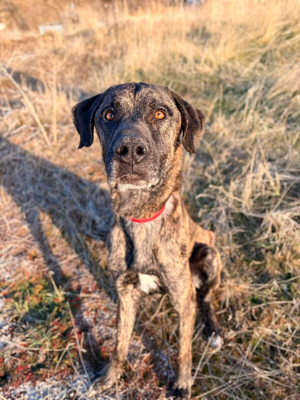 Picture of the Animal Listed