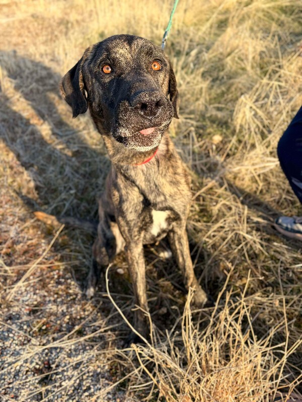 Picture of the Animal Listed