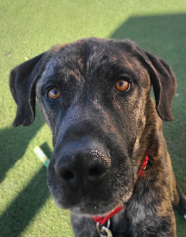 Picture of the Animal Listed