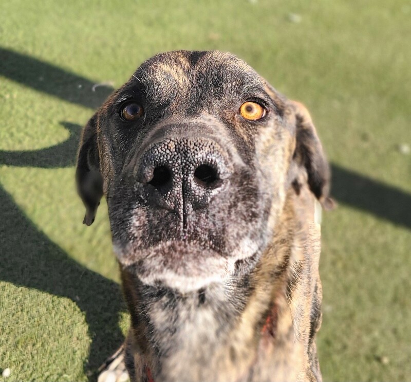 Picture of the Animal Listed