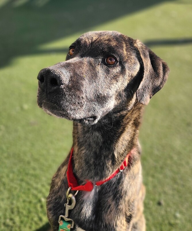 Picture of the Animal Listed