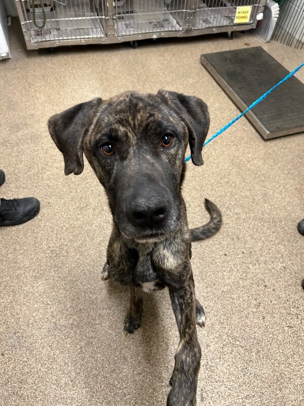 Picture of the Animal Listed