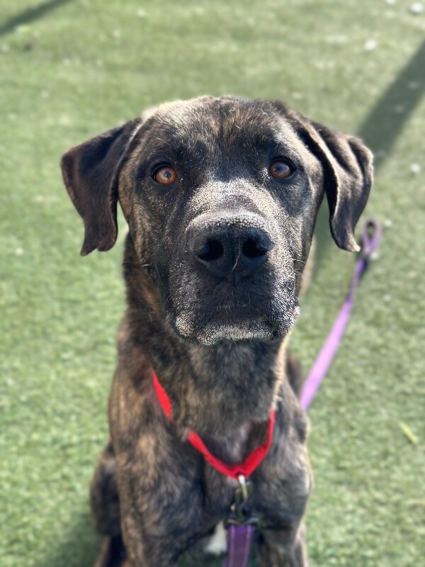 Picture of the Animal Listed