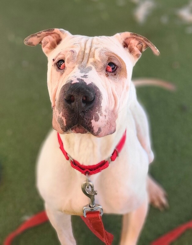 Picture of the Animal Listed