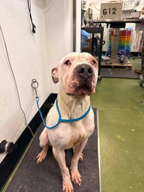 Picture of the Animal Listed