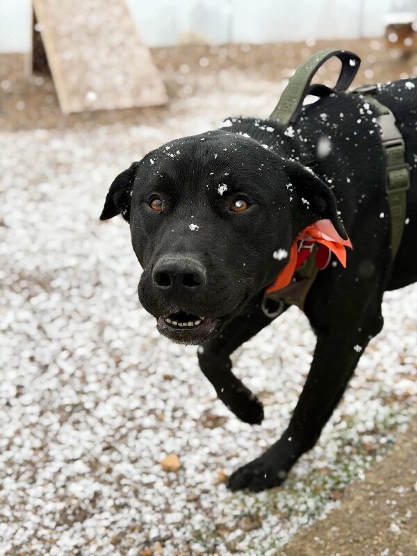 Picture of the Animal Listed