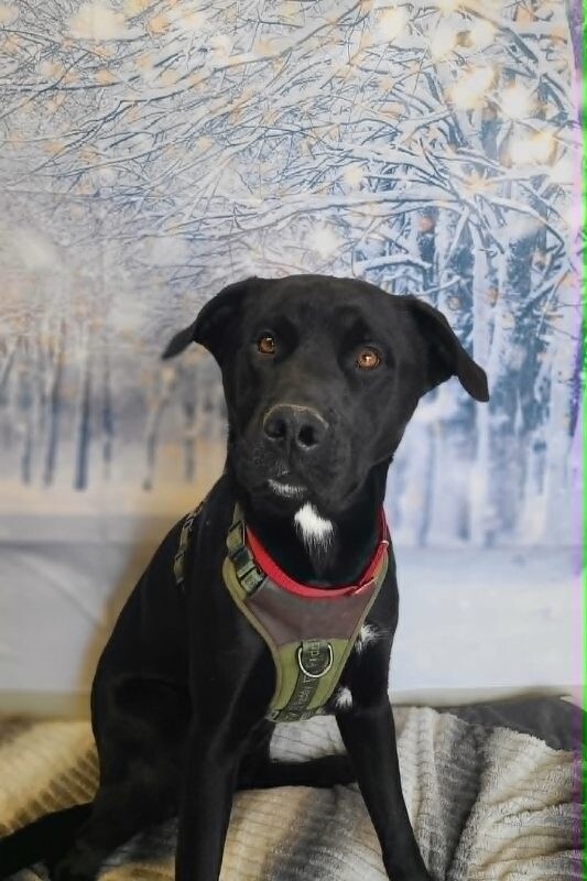 Picture of the Animal Listed