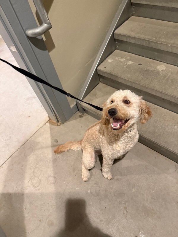 Picture of the Animal Listed