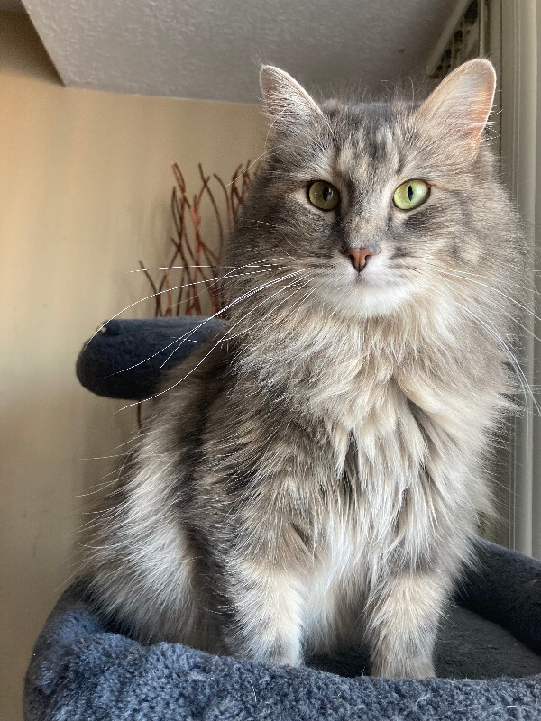 Picture of the Animal Listed