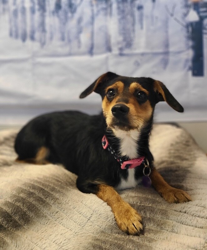 Picture of the Animal Listed