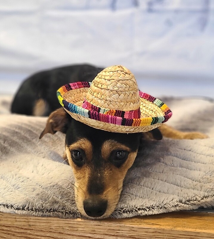 Picture of the Animal Listed