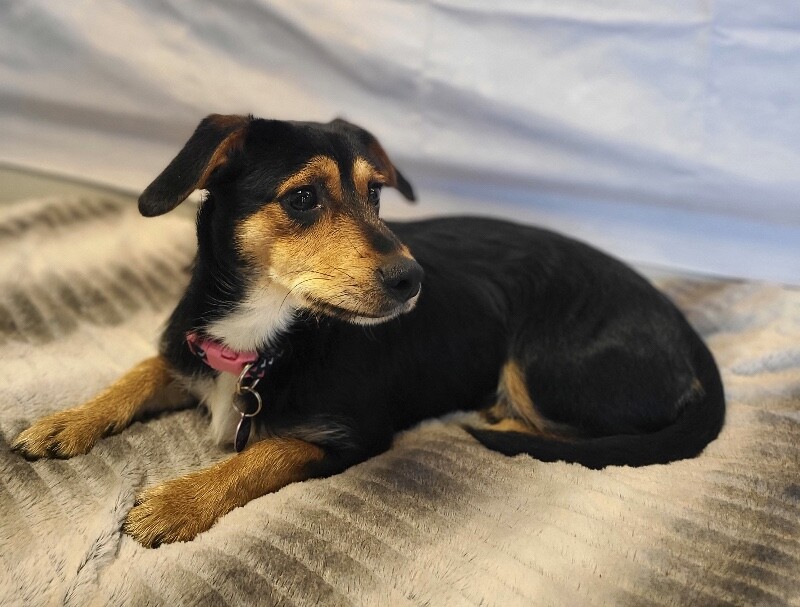 Picture of the Animal Listed