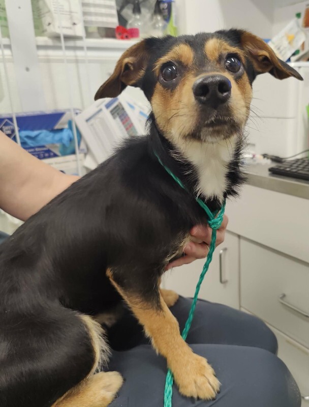 Picture of the Animal Listed