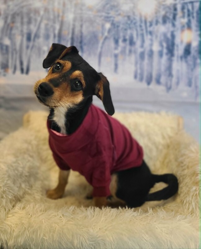 Picture of the Animal Listed