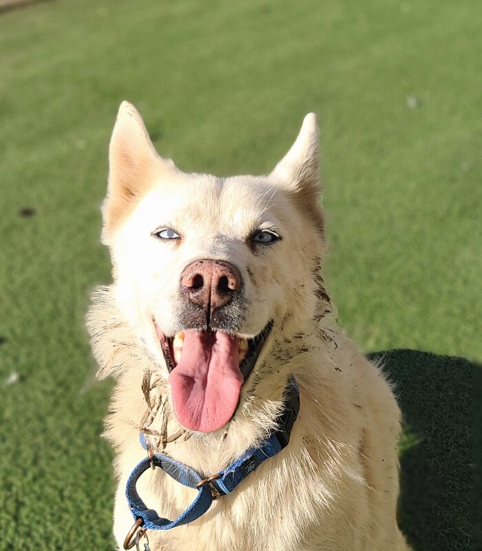 Picture of the Animal Listed