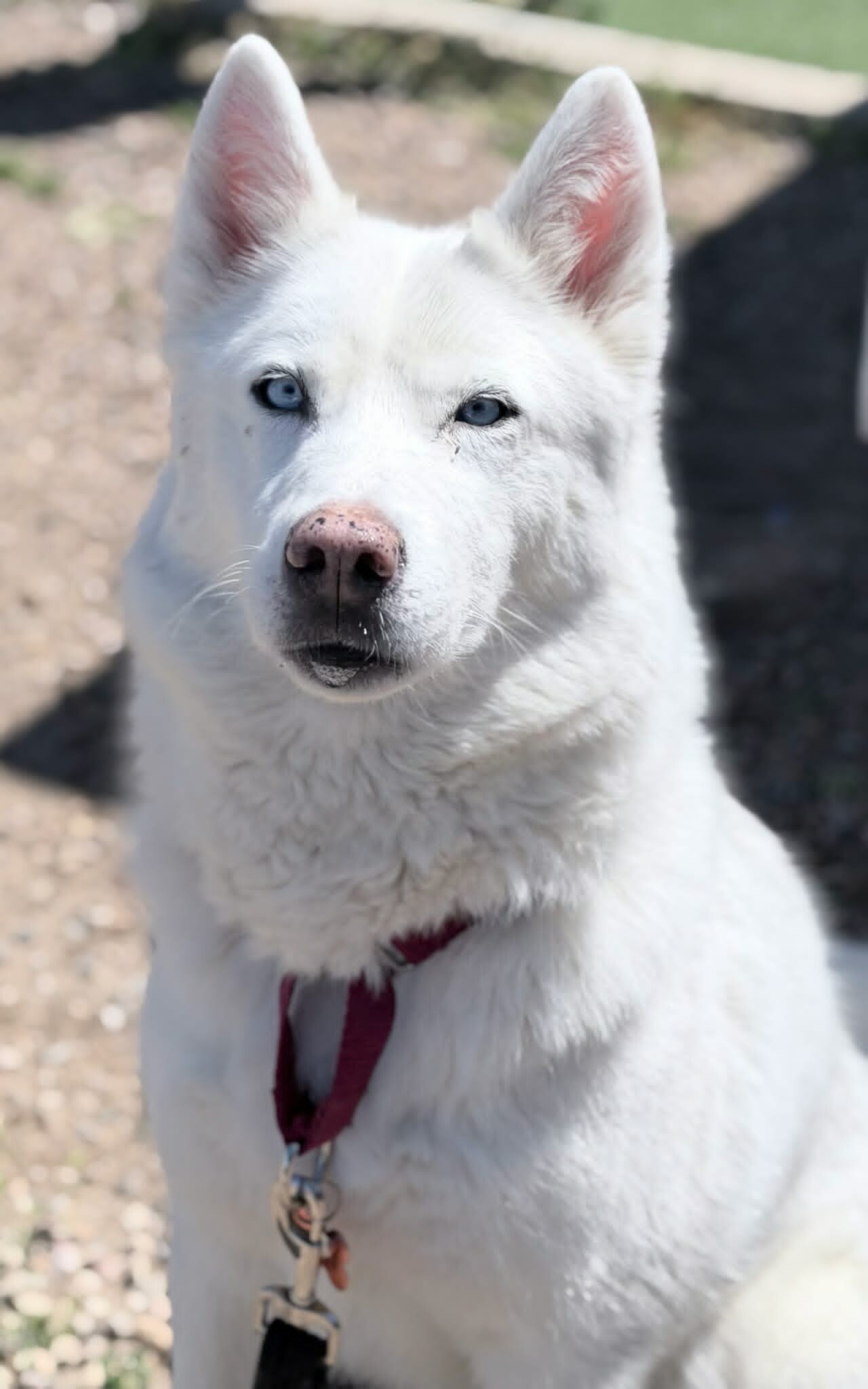 Picture of the Animal Listed
