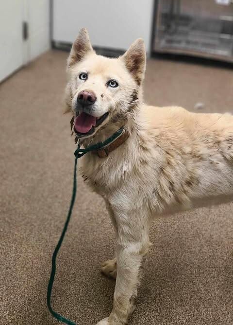 Picture of the Animal Listed