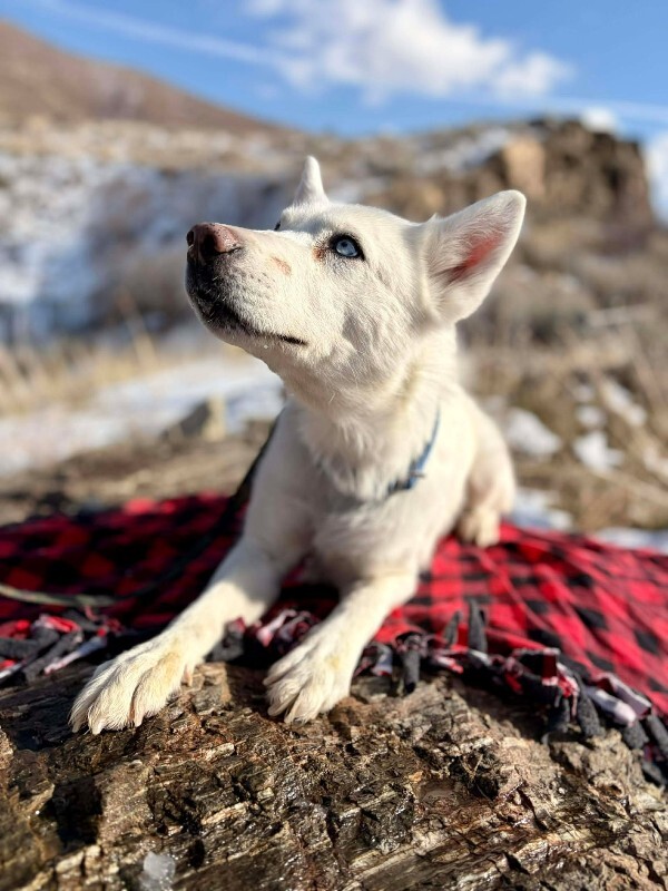 Picture of the Animal Listed