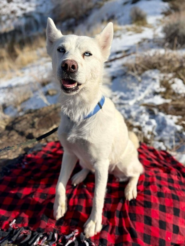 Picture of the Animal Listed