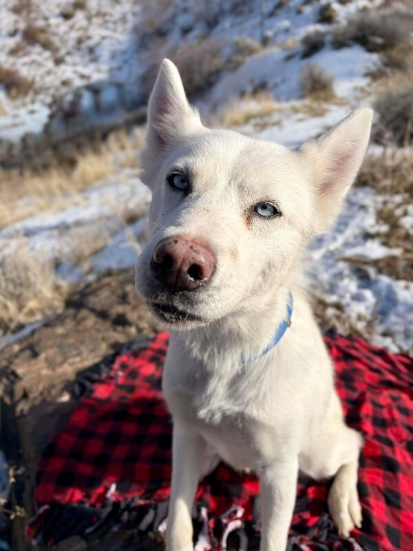 Picture of the Animal Listed