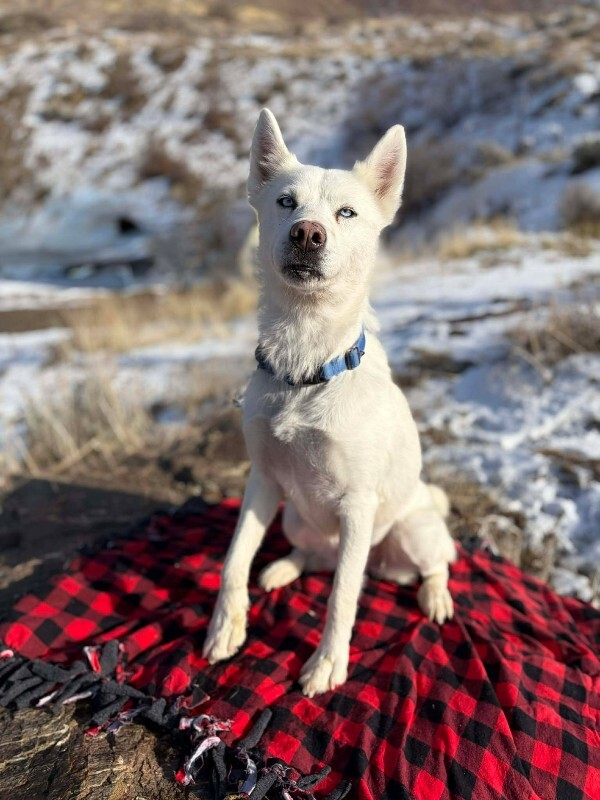 Picture of the Animal Listed