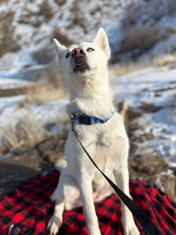 Picture of the Animal Listed