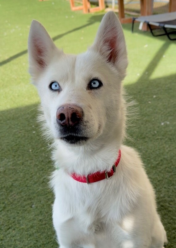 Picture of the Animal Listed