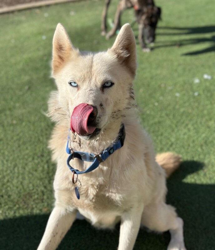 Picture of the Animal Listed