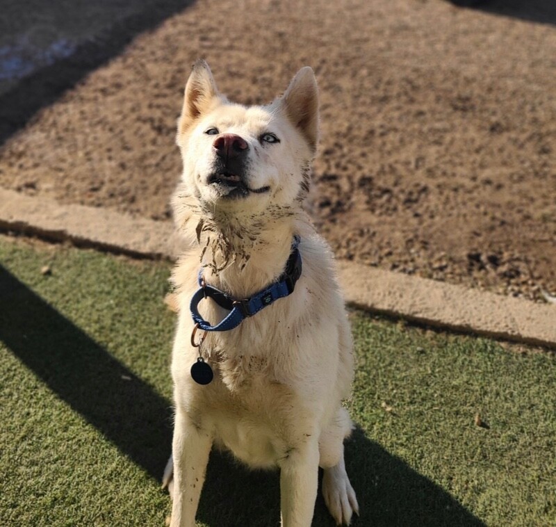 Picture of the Animal Listed