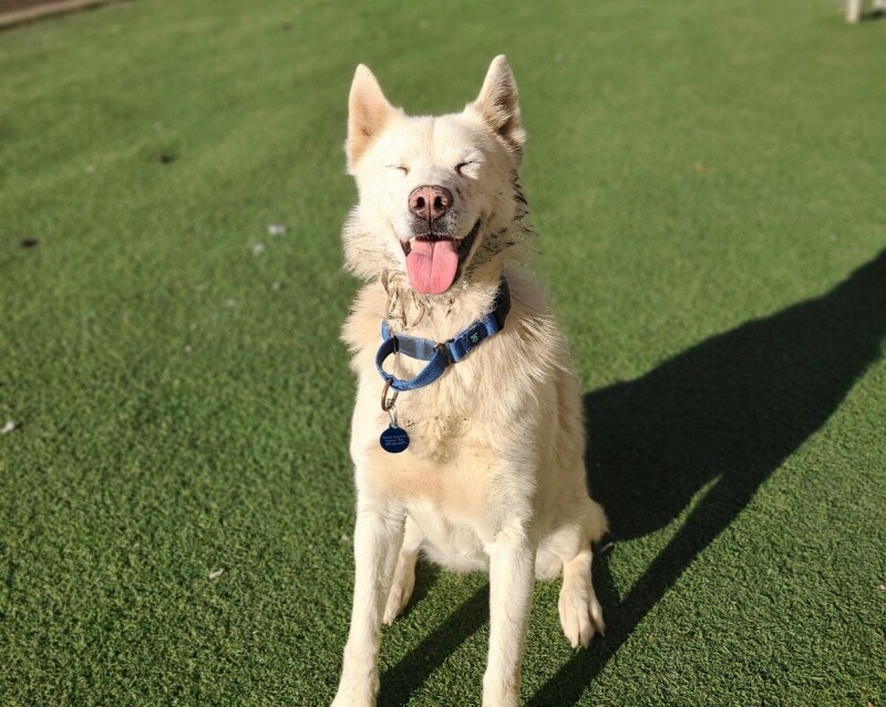 Picture of the Animal Listed