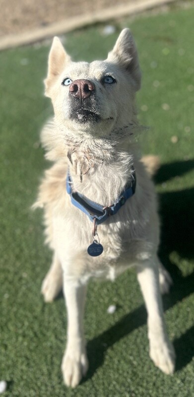 Picture of the Animal Listed