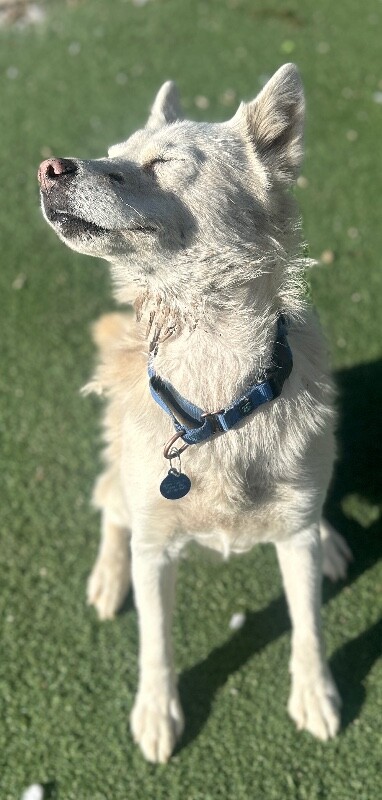 Picture of the Animal Listed