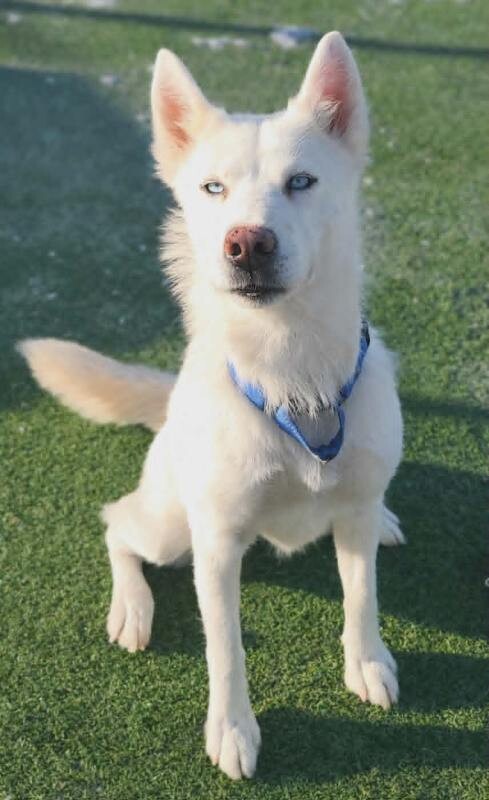 Picture of the Animal Listed